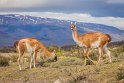 115 Torres Del Paine, guanaco